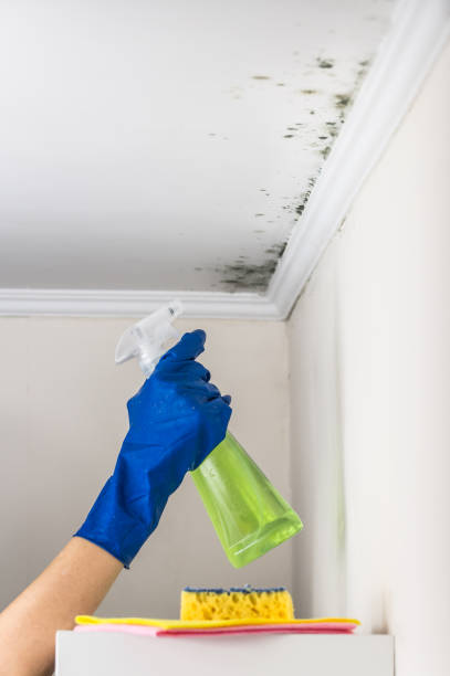 Best Basement Mold Remediation in Nesquehoning, PA